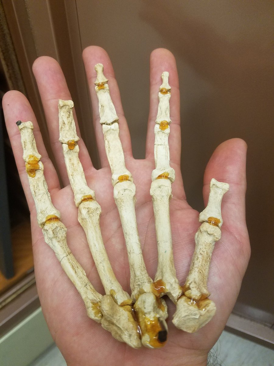 DannyAnduza's tweet photo. Hand in hand with Lucy for #FossilFriday! Discovered in #Ethiopia in 1974 and named for the #Beatles song (you know the one) this 3.2 mil-yr-old Australopithecus specimen helped piece together the story of #humanevolution. This hand is just a cast, but still kinda magical to hold https://t.co/0aWyEorcl1