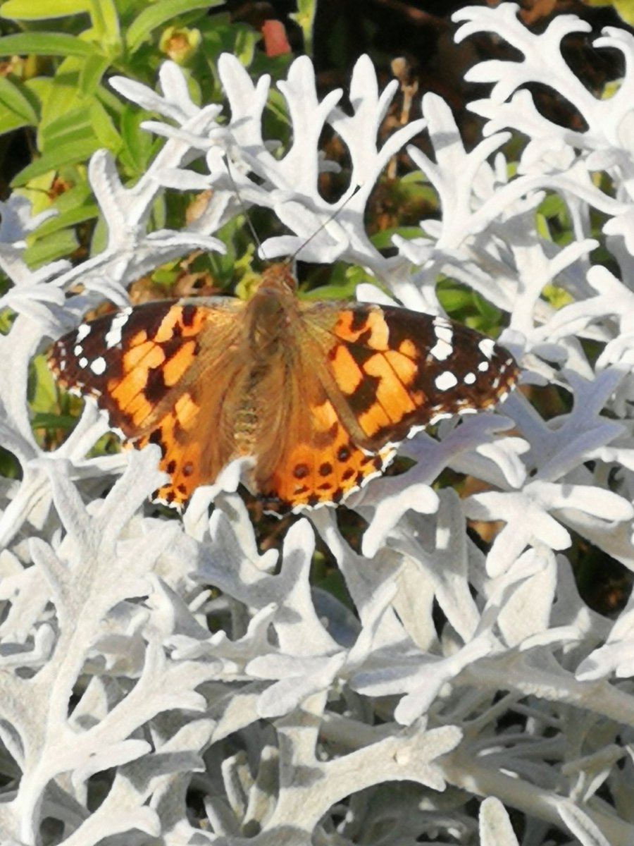 Jackie Lismore tweet media