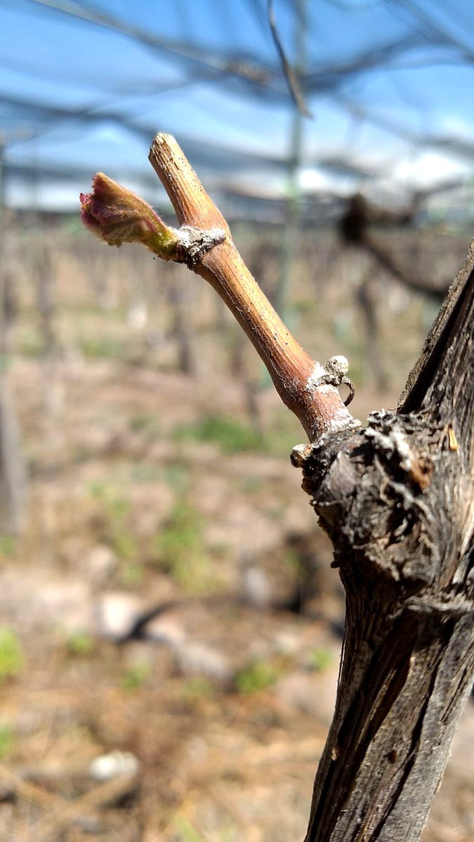 BodegaMinni's tweet photo. Con la llegada de la primavera todo empezó a brotar. La vid está creciendo de a poco junto con el caudal de agua que ha permitido que las plantas broten de una forma excelente. Y nosotros estamos muy ansiosos esperando que llegue la próxima vendimia. https://t.co/pJACVflmpF