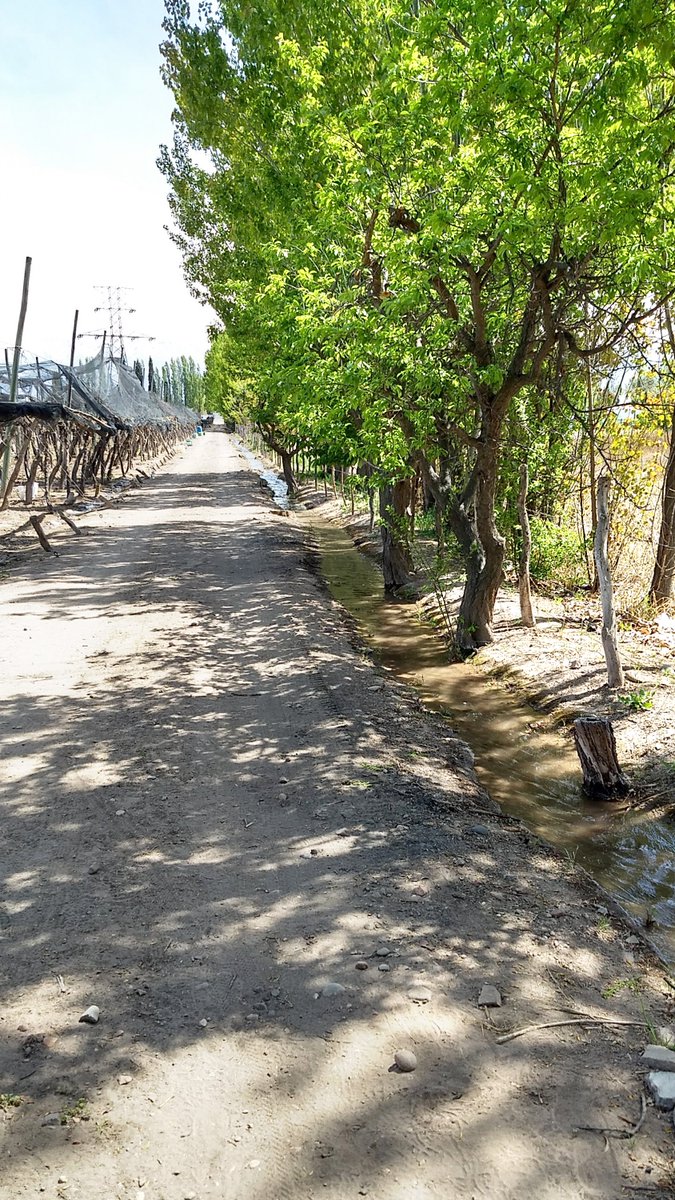 BodegaMinni's tweet photo. Con la llegada de la primavera todo empezó a brotar. La vid está creciendo de a poco junto con el caudal de agua que ha permitido que las plantas broten de una forma excelente. Y nosotros estamos muy ansiosos esperando que llegue la próxima vendimia. https://t.co/pJACVflmpF