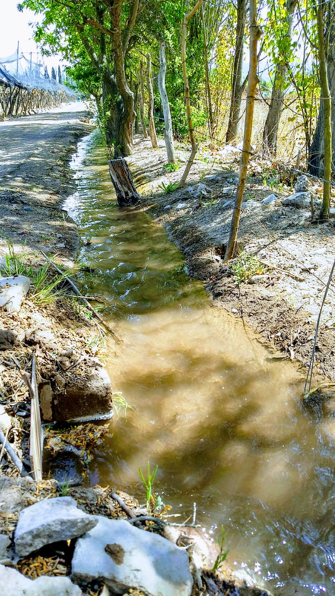 BodegaMinni's tweet photo. Con la llegada de la primavera todo empezó a brotar. La vid está creciendo de a poco junto con el caudal de agua que ha permitido que las plantas broten de una forma excelente. Y nosotros estamos muy ansiosos esperando que llegue la próxima vendimia. https://t.co/pJACVflmpF