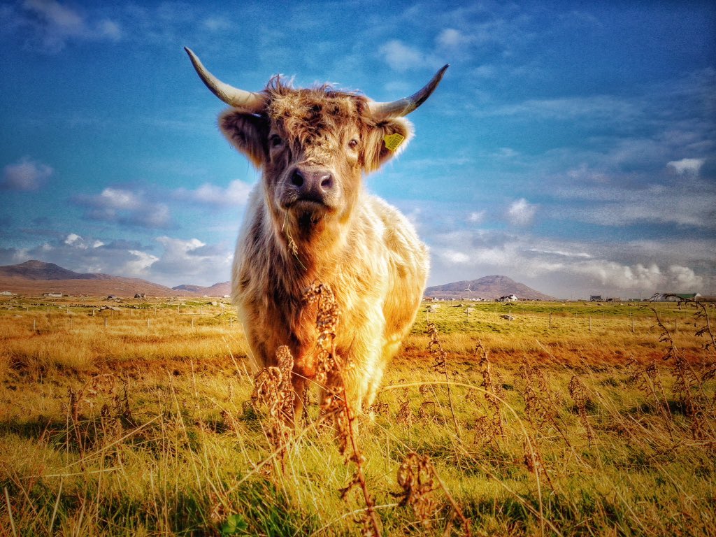 frenchscotjeff's tweet photo. A beautiful Friday day on the croft ...
Moon as usual posing for the camera ❣🐮❣
#Scotland #OuterHebrides #ScotlandIsNow #Autumn #WeatherReady #coo #coosdayeveryday #StormHour #countrylife #sunshineishome #jefinuist https://t.co/HfehTzXzeF