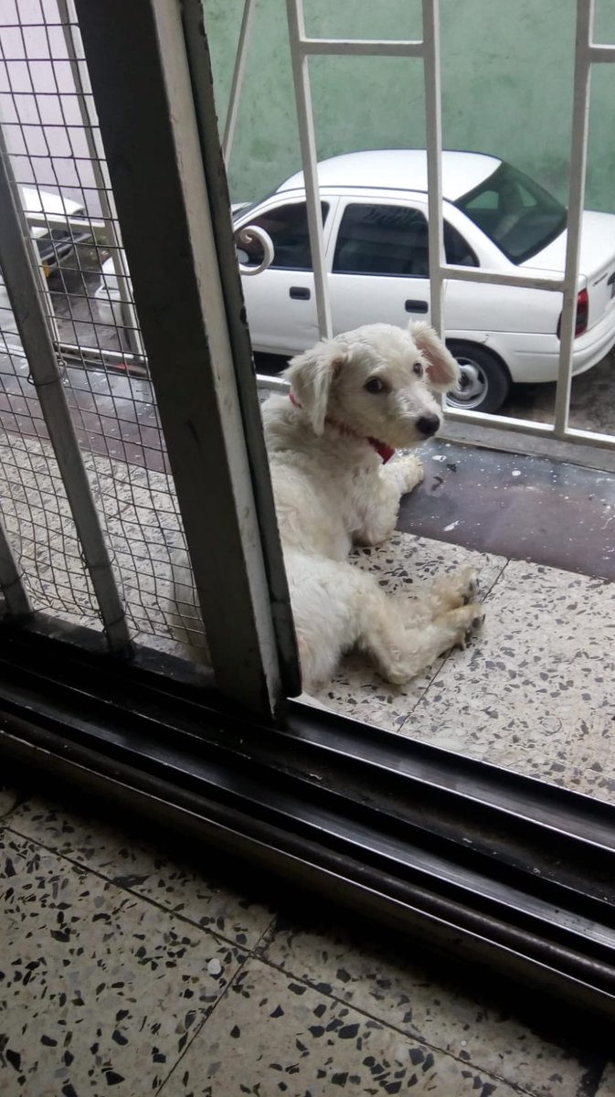 Nube en su casita después de algunas semanas de adoptada 😍 cuánta alegría!! #AdoptarSALVAVIDAS