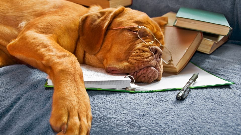 MackinLibrary's tweet image. The plan for tonight 🤓📚#FridayReads #AllBookedUp #FallintoReading