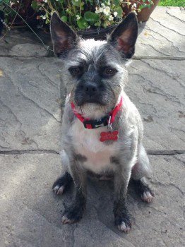 Lost: KIZZY Grey Cross Breed Female In #BirchVale #HighPeak #DerbyshireDales #SK22 VERY NERVOUS PLEASE DO NOT CHASE #scanme #missingdog @doglostuk #doglostuk #doglost doglost.co.uk/dog-blog.php?d…