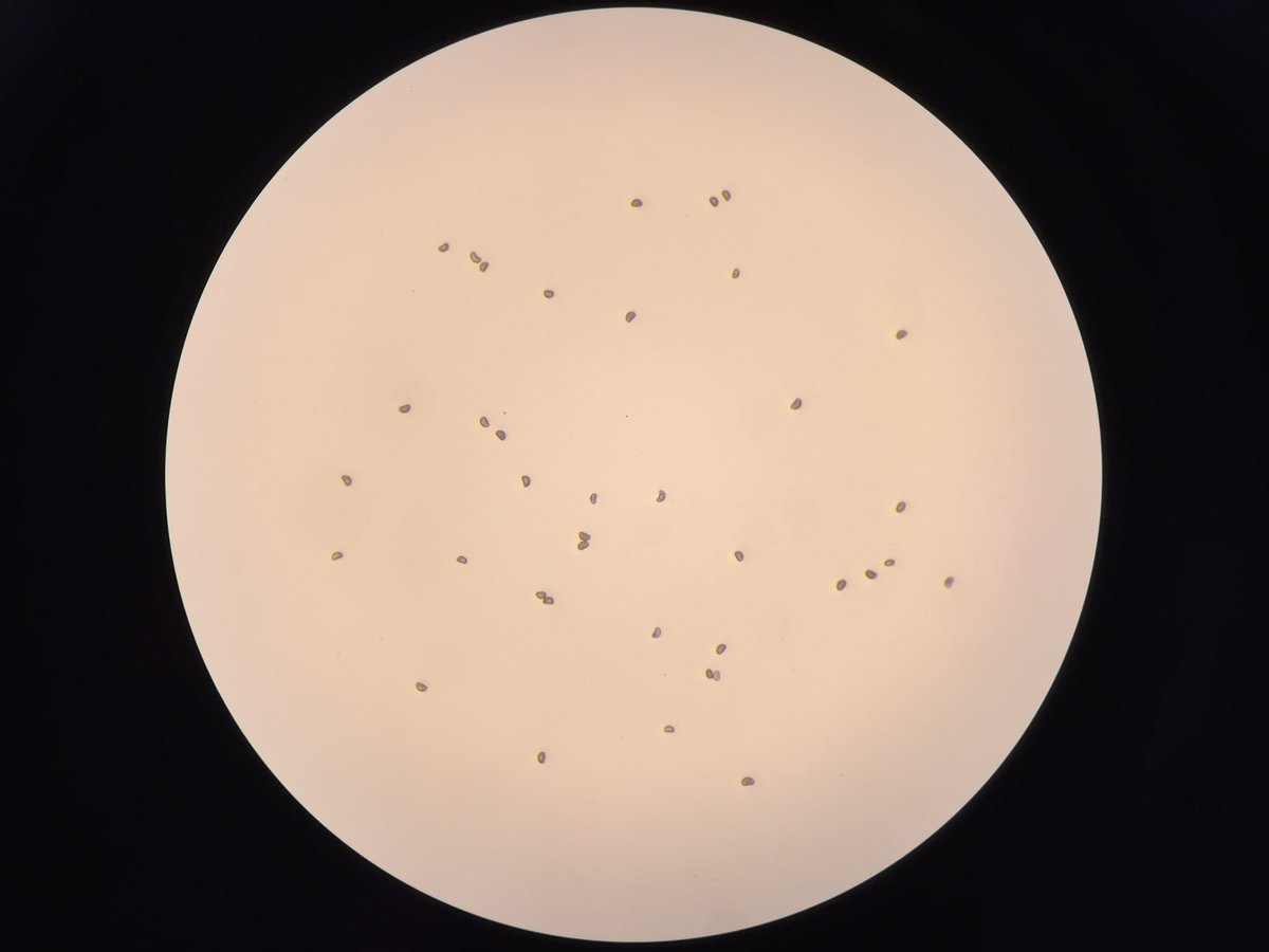 Feldbotanik's tweet photo. How many spores?
Today I counted 2285 spores! And that’s only the beginning! #phdlife #Polypodium, #Cystopteris, #Ferns https://t.co/vmfQPValpE