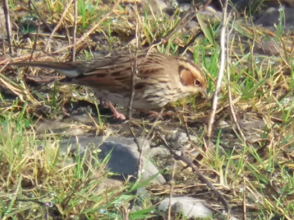 After a wet and pretty miserable start to the day, this Little Bunting popped up and out came the sun. Malinbeg, Donegal.