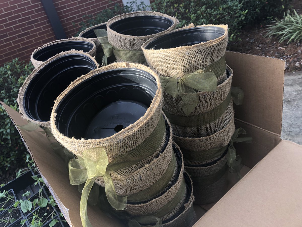 LawrencevilleES's tweet photo. Our students grew kale 🌱 for the Georgia Organics Luncheon in the LES greenhouse. Kale grown at LES will be used as centerpieces for the event. #HomeGrownKale #LESGardening #GreatDaysOfService @LawrencevilleES @GwinnettSchools https://t.co/fiEiktPJzA