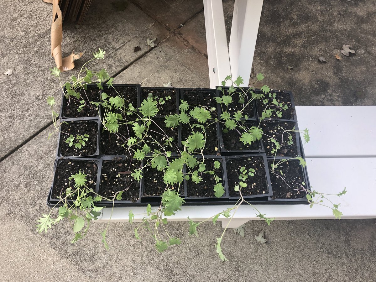 LawrencevilleES's tweet photo. Our students grew kale 🌱 for the Georgia Organics Luncheon in the LES greenhouse. Kale grown at LES will be used as centerpieces for the event. #HomeGrownKale #LESGardening #GreatDaysOfService @LawrencevilleES @GwinnettSchools https://t.co/fiEiktPJzA