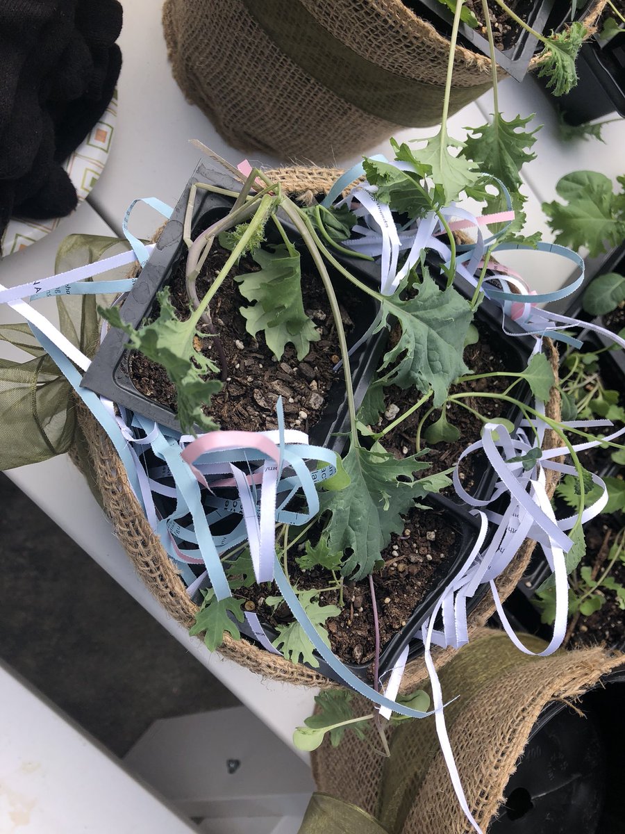 LawrencevilleES's tweet photo. Our students grew kale 🌱 for the Georgia Organics Luncheon in the LES greenhouse. Kale grown at LES will be used as centerpieces for the event. #HomeGrownKale #LESGardening #GreatDaysOfService @LawrencevilleES @GwinnettSchools https://t.co/fiEiktPJzA