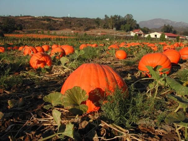 DeskHubSD's tweet photo. Let's get into the fall spirit! Check outs some places around San Diego to grab a pumpkin and take some cute photos 🎃🍂🎃 https://t.co/vtn6Lbmus8 https://t.co/aeUkJ2530U