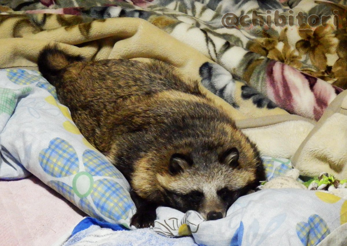 ことり 我が家では夜になるとぬくぬくほんわか生狸の敷物が 全自動で敷かれます