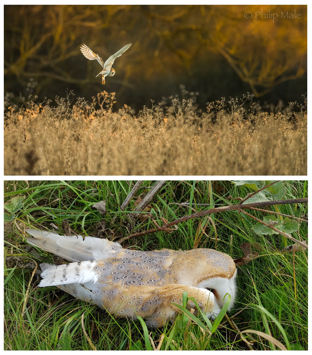 Barn Owl Trust on Twitter: "Autumn is here and this year’s young Barn