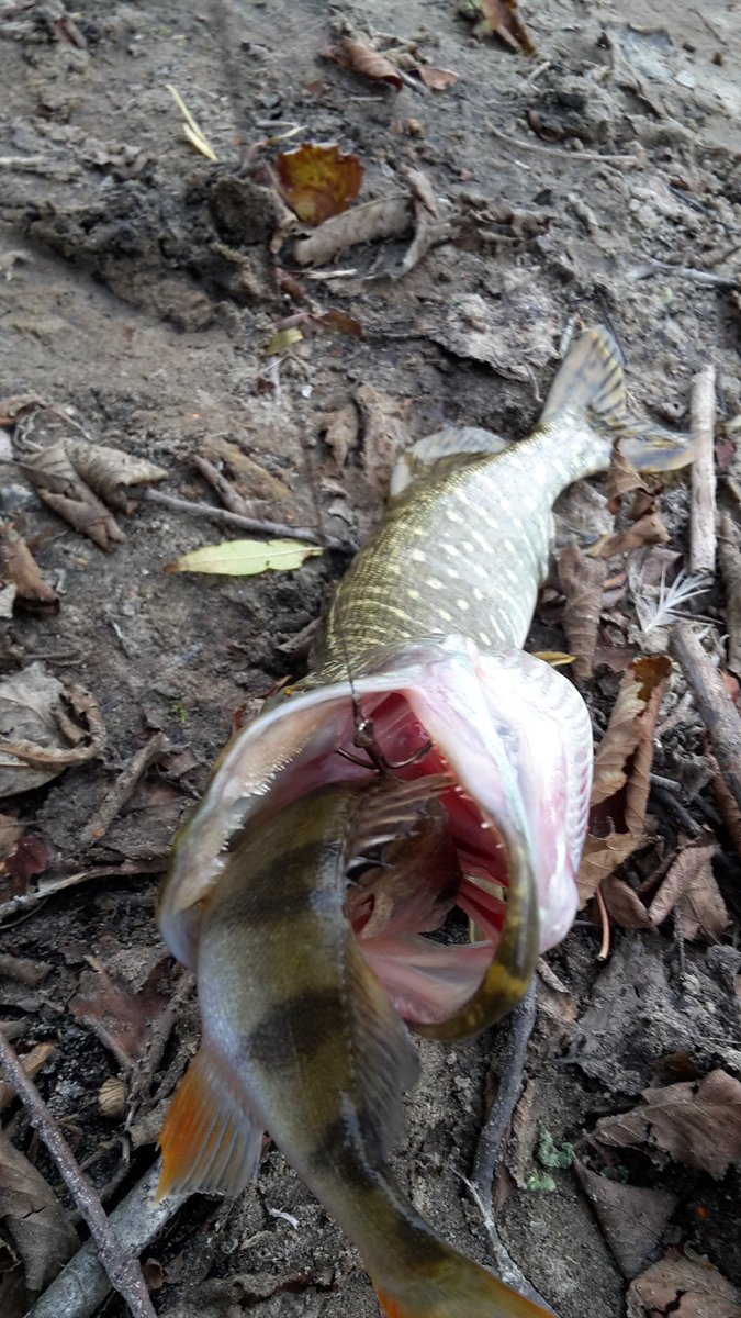 DanielG02941844's tweet photo. Pike!catched by Bass. https://t.co/e5jHjW7zlP