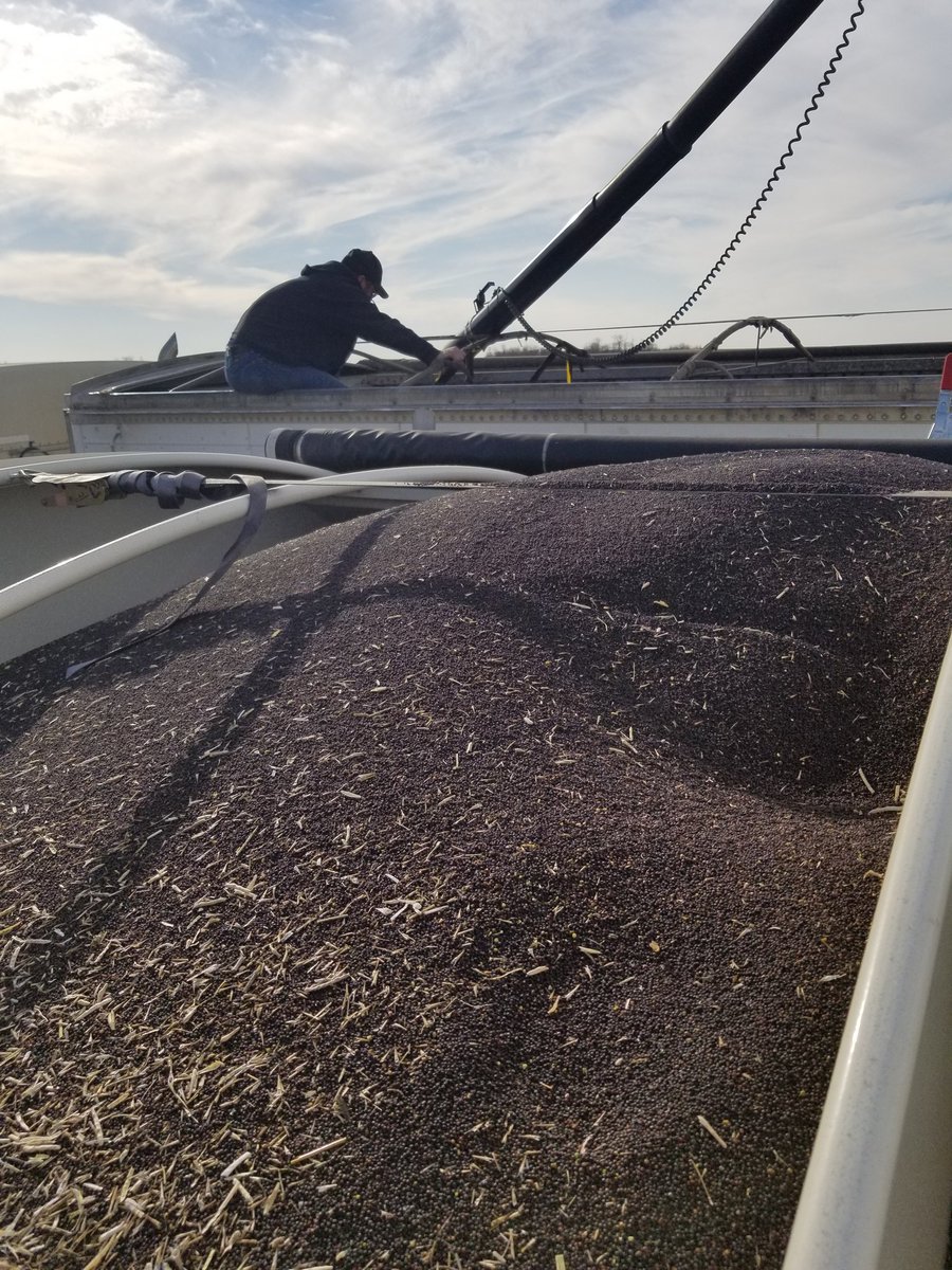 AlVanCaeseele's tweet photo. Great day yesterday to harvest @BrettYoungSeeds BCT. Stop in and see you @BrettYoungSeeds #retail to see how #6074RR #6090RR & 4187RR are performing. Thanks to Chris & Terry Fiesel, @AgCall Carl Husum and @vdcneil for all your hard work and dedication. https://t.co/KQ5CwOidJQ