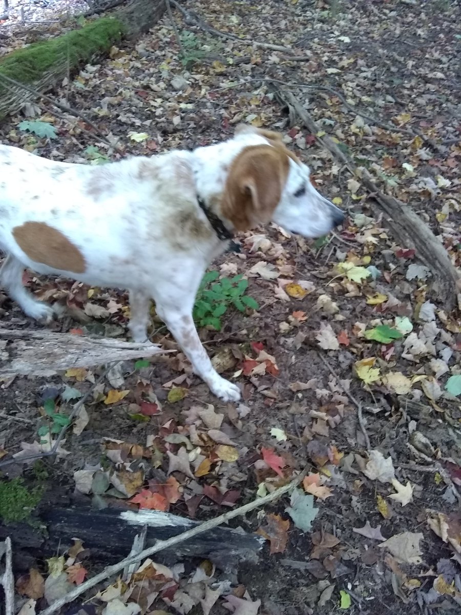 jlhansen929's tweet photo. In the woods:
Me: Gross, I almost stepped on that animal turd.
@DHansenTri's dog: Here, hold my beer so I can smear that all over my neck and back.
#thanksbailey https://t.co/wUQUzOGG9h