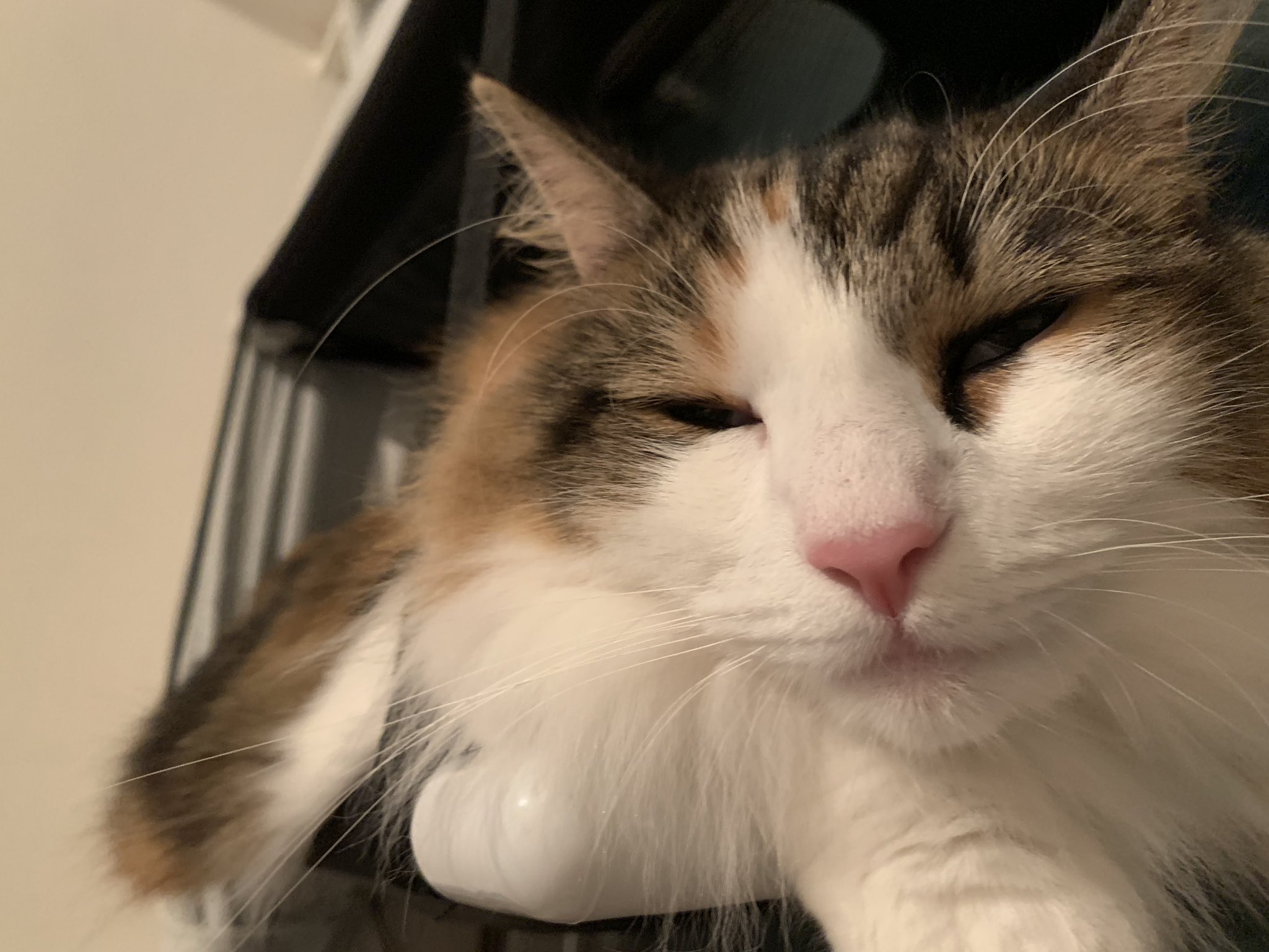 にゃおん ノルジャン ぶすー 猫 ネコ ねこ ノルウェージャンフォレストキャット T Co 71hwfmmn0x Twitter