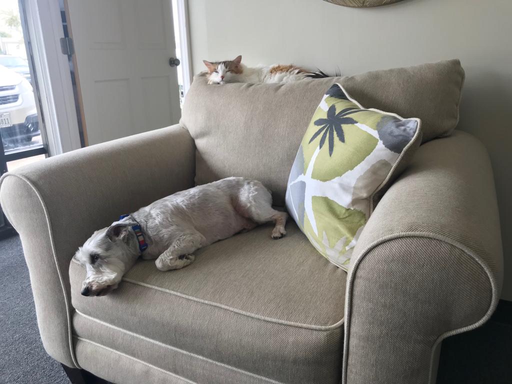 SeniorPawsLW's tweet photo. Rough day at the office... #officehelpers #seniorpaws #seniorpets #stormythecat #gradythemiracledog https://t.co/Aojs6Hyf0P