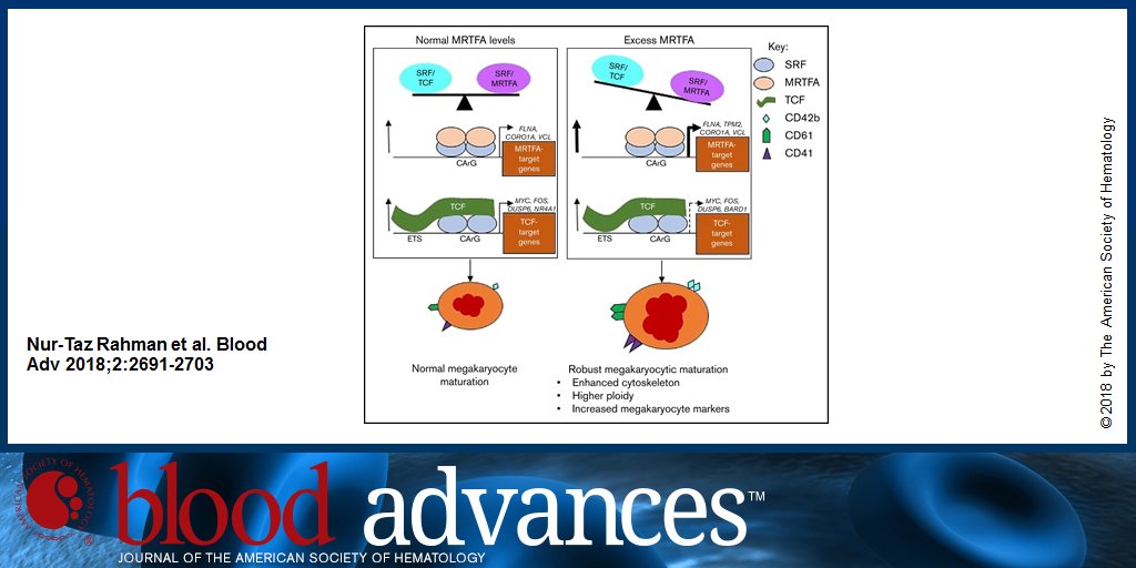 BloodAdvances's tweet photo. Visual Abstract: MRTFA augments megakaryocyte maturation by enhancing the SRF regulatory axis #thrombosis https://t.co/hUrVcwEPLq https://t.co/WzDYBuGNq0