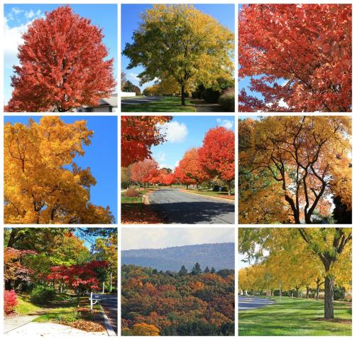 Ferguson Township Pa On Twitter Have You Got Bright Fall Leaves Share Your Pics With Us Here Are Some Of Ferguson Township S Best Fall Foliage Views From Previous Years Https T Co Pe1oxflktd Also Best
