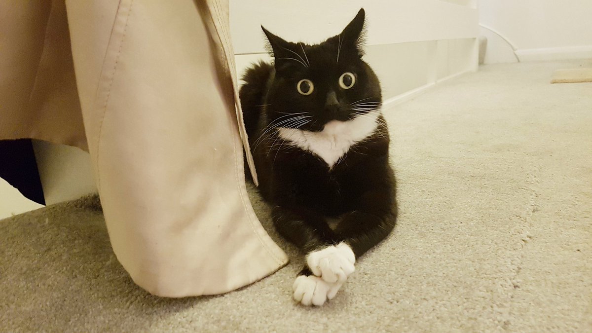 CuriousZelda's tweet image. On the floor
Paws are crossed
Wait a while
Now I'm lost