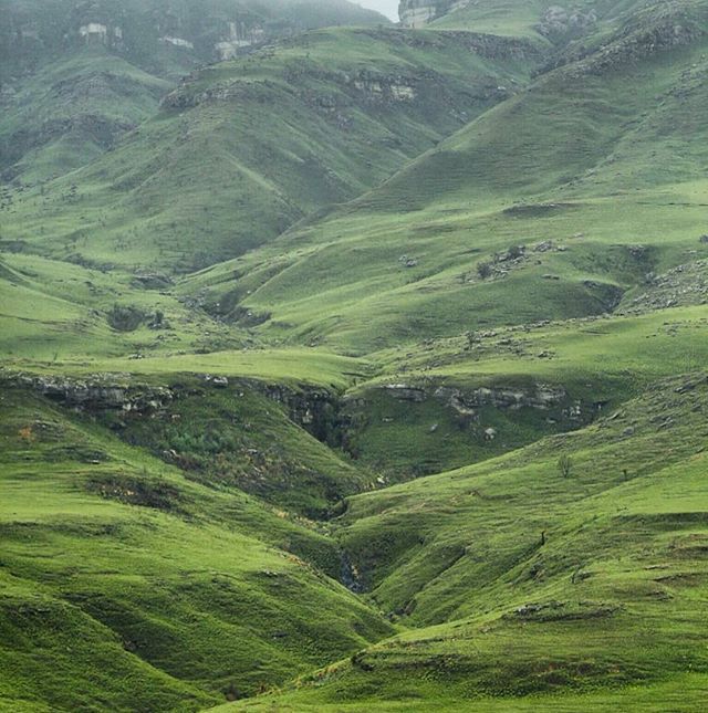 The grass is always greener..... in the Drakensberg 😉
Photo: @riyadh_gany .
.
.
.
.
.
#gottalovesa #greenyourspace #SouthAfrica #KwaZuluNatal #leagueoflenses #loaded_lenses #agameoftones #visualambassadors  #artofvisuals #moodygrams #mg5k #fatalframe… ift.tt/2J7C6yQ