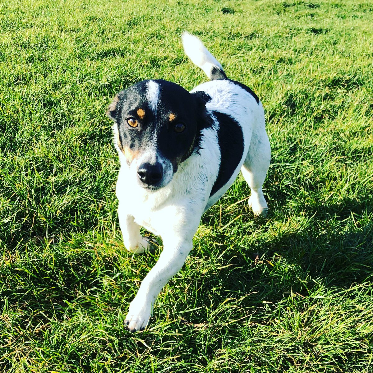 CentralBarkNE's tweet photo. #mainman #Django #jrt #jackrussellterrier #jackrussellfeatures #jackrusselllove 
#Dogsofinstagram #dogstagram #dog #dogs_of_world #dogsoftheday #dogsofig #dogslife🐶 #dogstyle #dogs_of_instagram #dogsrule #dogsonadventures #dog #dogdaycare #doggydaycare #morpeth #northumberland https://t.co/UPIkaxB1WU