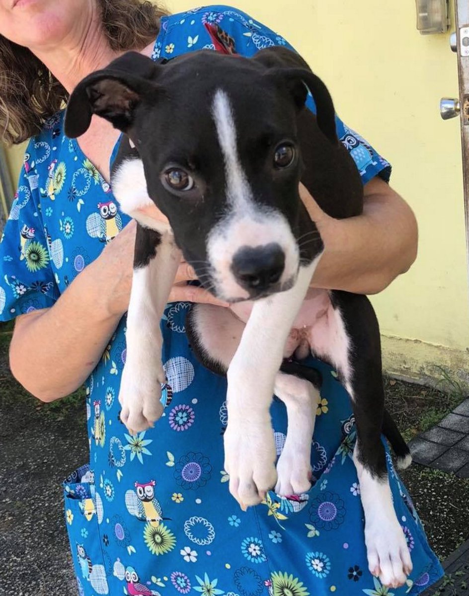 TriCounty Humane tweet media