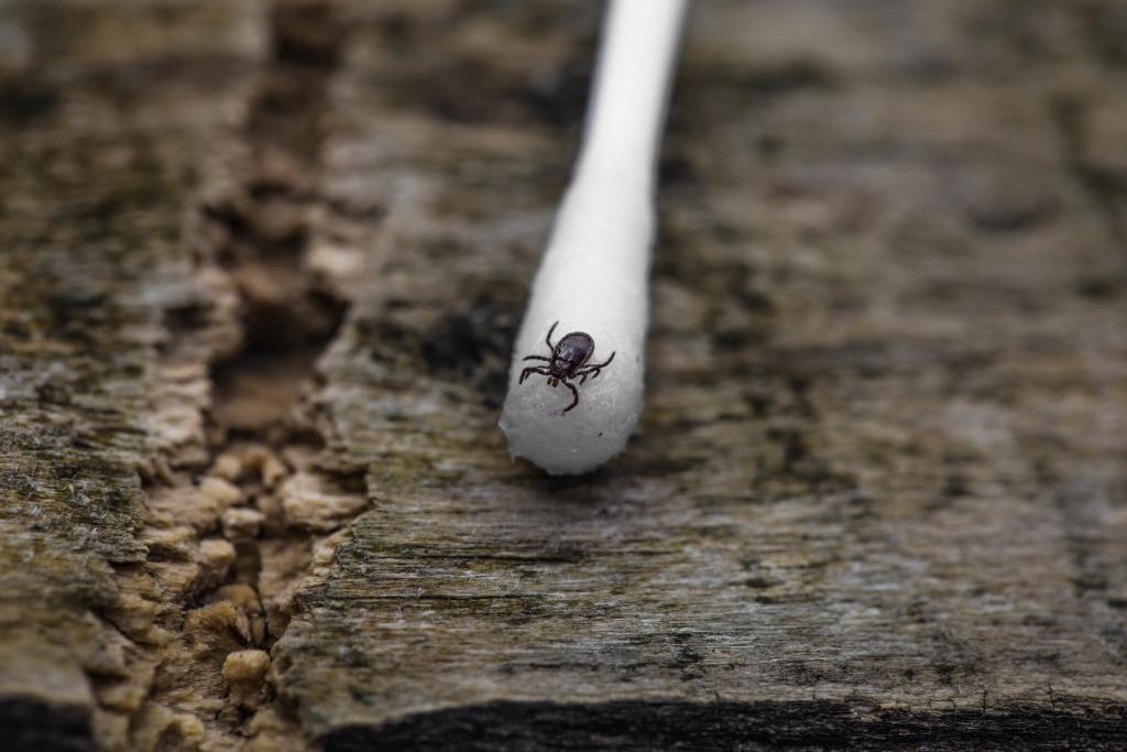 Tick on a cotton swab