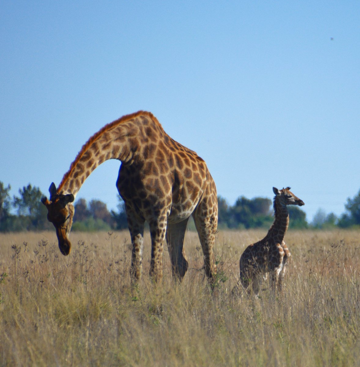 A giraffe was born in the Bongani Mabaso EcoPark in Vaalpark this morning. Mother and baby are doing well. The reserve, owned and managed by Sasol's Sasolburg Operations is normally open to the public over weekends, but closed this weekend in the interest of safety. <a href="/SasolSA/">Sasol</a>