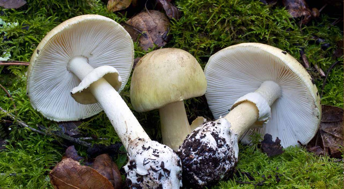 Poison Mushroom warning! 
This species of Amanita mushroom, also called the Death Cap mushroom, can occur in urban environments. Eating death cap mushrooms may lead to liver and kidney damage as well as death. Learn more: ow.ly/yQrP30mh0np