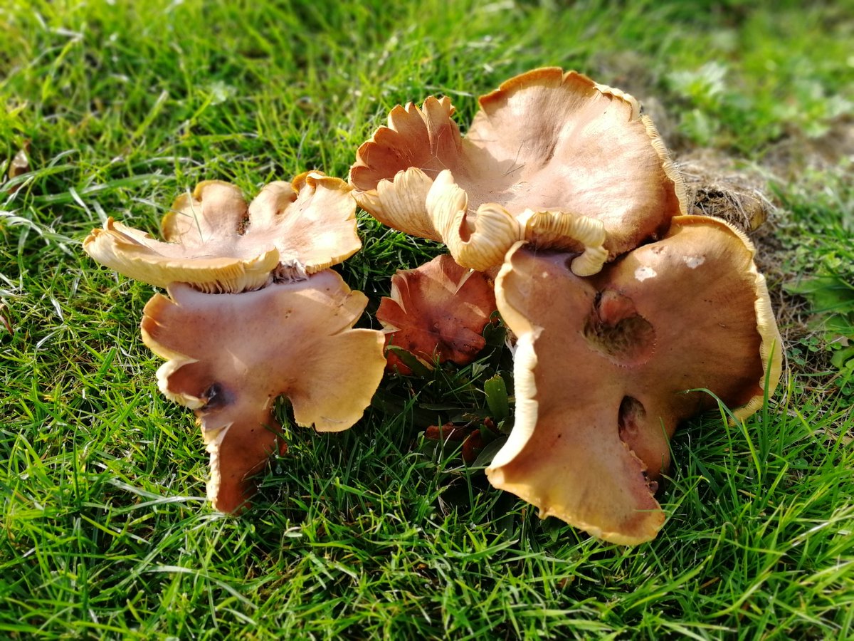 ly22ys's tweet photo. @NTmidlands @BeltonHouseNT #clickdontpick #FungiFriday https://t.co/wifq0HQ4So