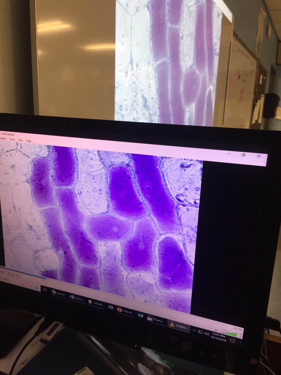 suegrammatico's tweet photo. Our high school living environment teacher, Jeff Cheramie, shares awesome cell views and shows the effect as salt water is introduced. Wish I was a student today. #pmhs #21stcenturyskills #palmac https://t.co/d813emqFOA