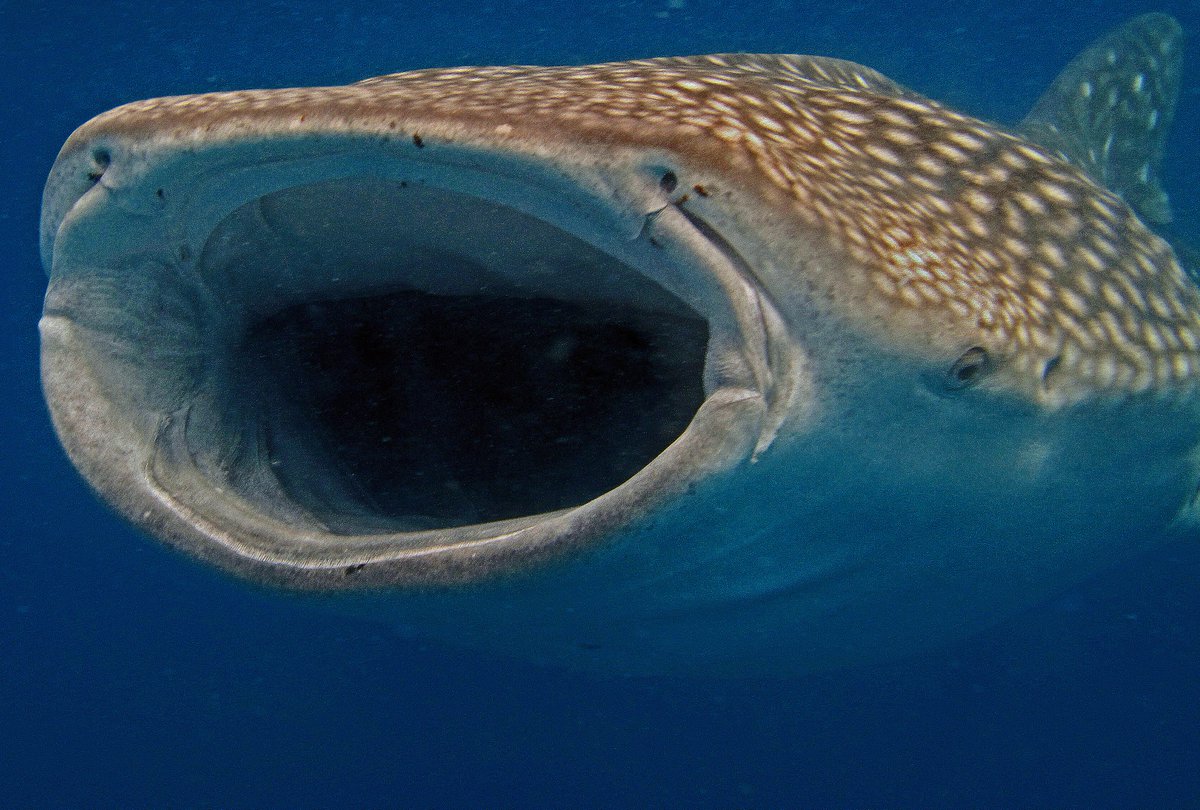 DailyDiveCom's tweet image. Hey look, we're on Twitter, and excited to be here! Check us out at dailydive.com to discover the best places to scuba dive, share latest scuba diving news, upload ocean pictures, and book Maldives liveaboard vacations with Best Price Guaranteed.