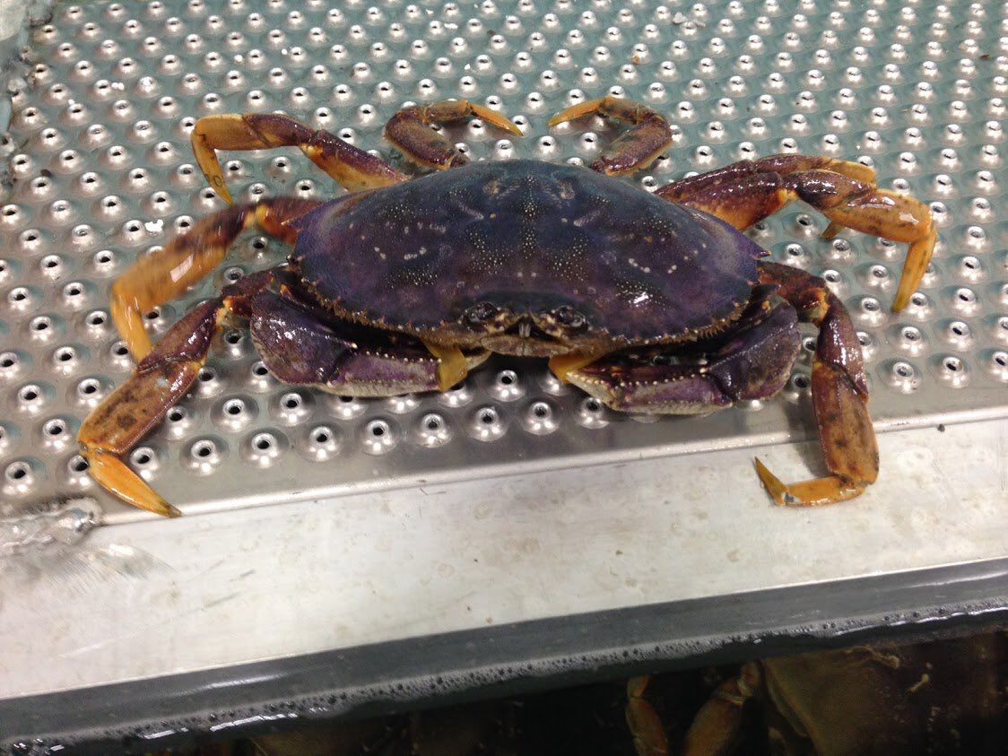 Available for export - get in contact with us today! 🦀 #dungenesscrab #neptuneseafood