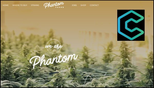 equitydotguru's tweet photo. C21 Investments ($CXXI.C) buys a branded Oregon cultivator https://t.co/HXNxnf5YHd #cannabisstocks #cannabinoids #Cannabids #CBD #terpenes  #marijuanastocks #marijuanagrowers   #marijuananews #cannabisnews #CBDoil #THC #Hemp #Hempoil #cannabiscommunity https://t.co/Ins6325uoP