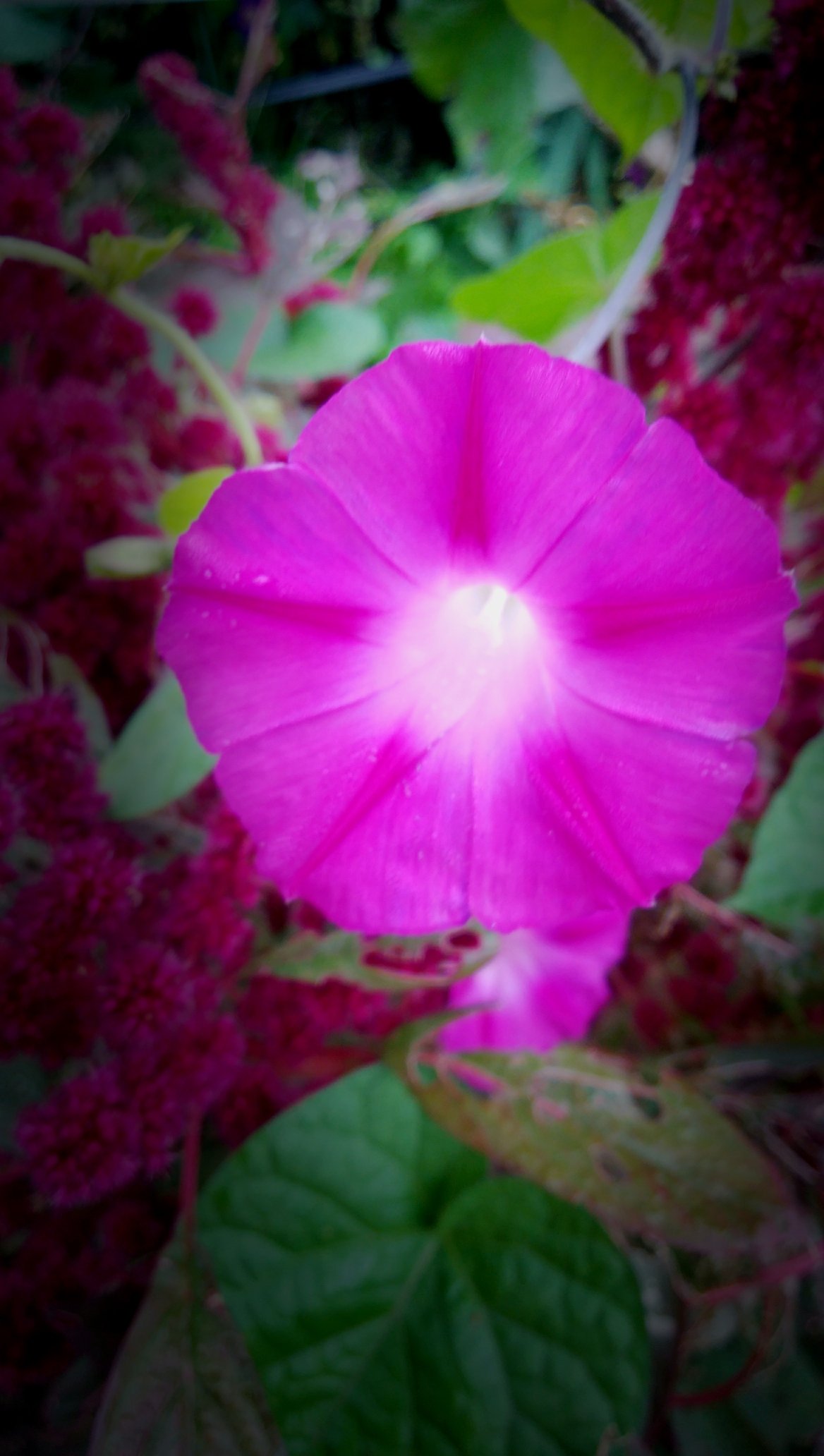 تويتر みぅ福島 على تويتر 朝顔 花 花の名前が分からない ピンク色の花 スマホごしの私の世界 写真好きの人と繋がりたい T Co 7u3vydmyfz