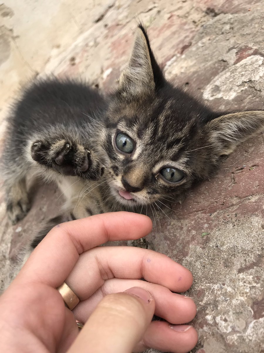 angelitbri's tweet photo. Porfa necesito que me ayuden a buscarle un lugar a kiwi es un bebé hermoso y súper cariñoso, solo necesita que lo cuiden, vive en la calle y pasa mucho frío 🙏🏾❤️ https://t.co/r2jnfZSSgl