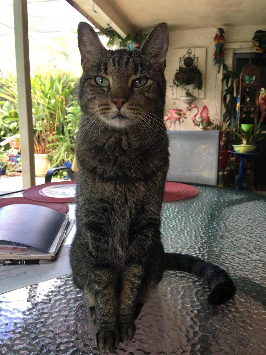 DianeEarnhardt's tweet photo. Thinkin we got 2 jealous ones here.. Have not met #ShowB yet... only heard her.. 😳😻🐾😻🐾 https://t.co/4LnZtQu6qE