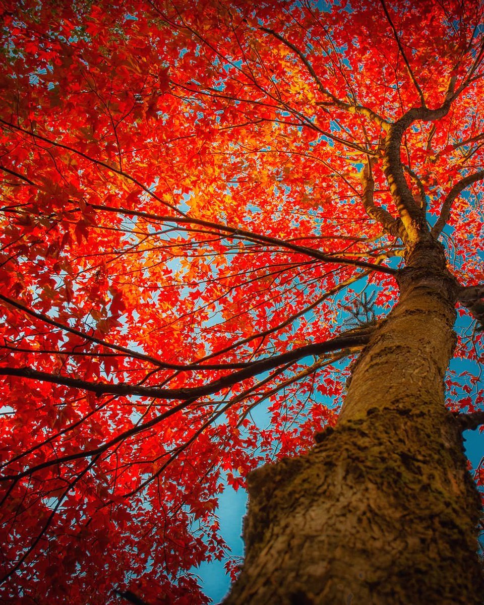 Ottawa_Tourism's tweet photo. Some beautiful images for your Friday afternoon from @NCC_GatPark! 😍🍂🍁 #MyOttawa 📷avolossov/IG https://t.co/E0XyDoEDFH