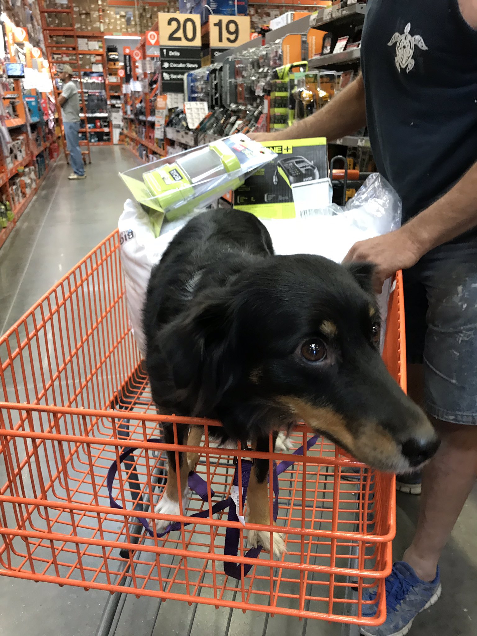 Are Dogs Allowed In Bunnings 2018
