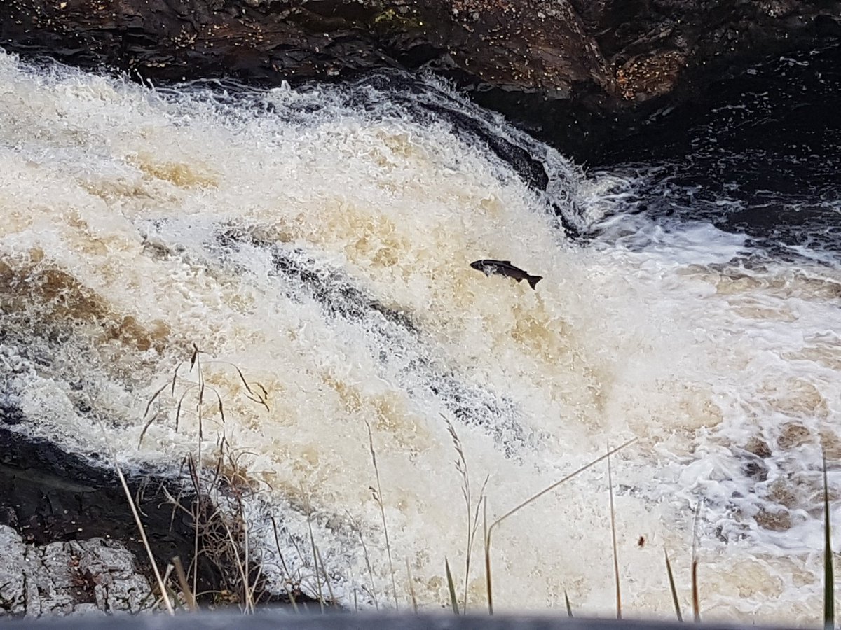 candle_jar's tweet image. Watching salmon leap at the Falls of Shin. #visitscotland #salmonleap #fallsofshin #scotland  #wildlife