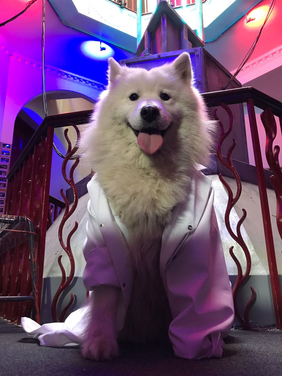 UnescapableUK's tweet photo. Chibi is read for a big weekend of escaping! He's managed to hold onto the whole time travel secret for a little bit... #dogsofinstagram #escaperoom #derby #timetravel #thingstodo #officedog #unescapable #booktoday #gamers #rams #Derbyshire #dogsoftwitter https://t.co/ucJyiPmmmU
