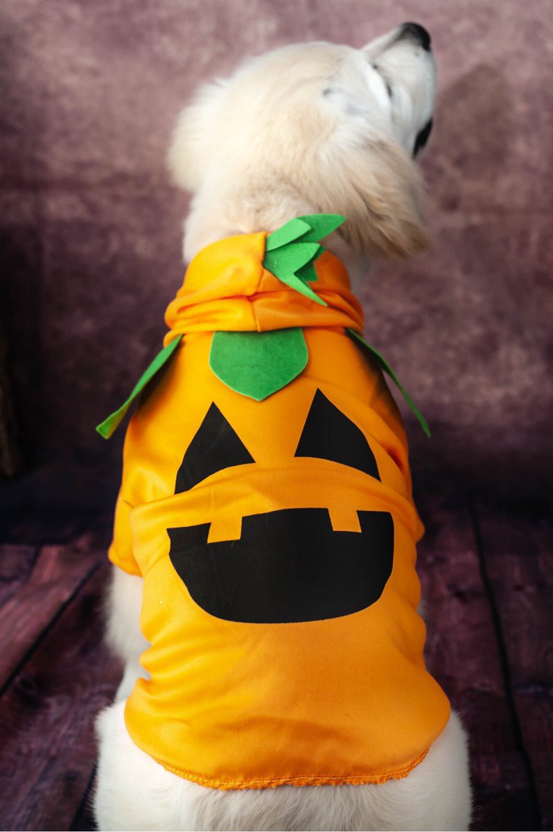 dogsofnotts's tweet photo. Excited to be featured in the Nottingham post this week for our next pop-up photoshoot event on 21.10.2018, check it out here: https://t.co/TONax9zqvV 🤩🎃📸 @nottslive #dogsofnotts https://t.co/uGSbcEl2iq
