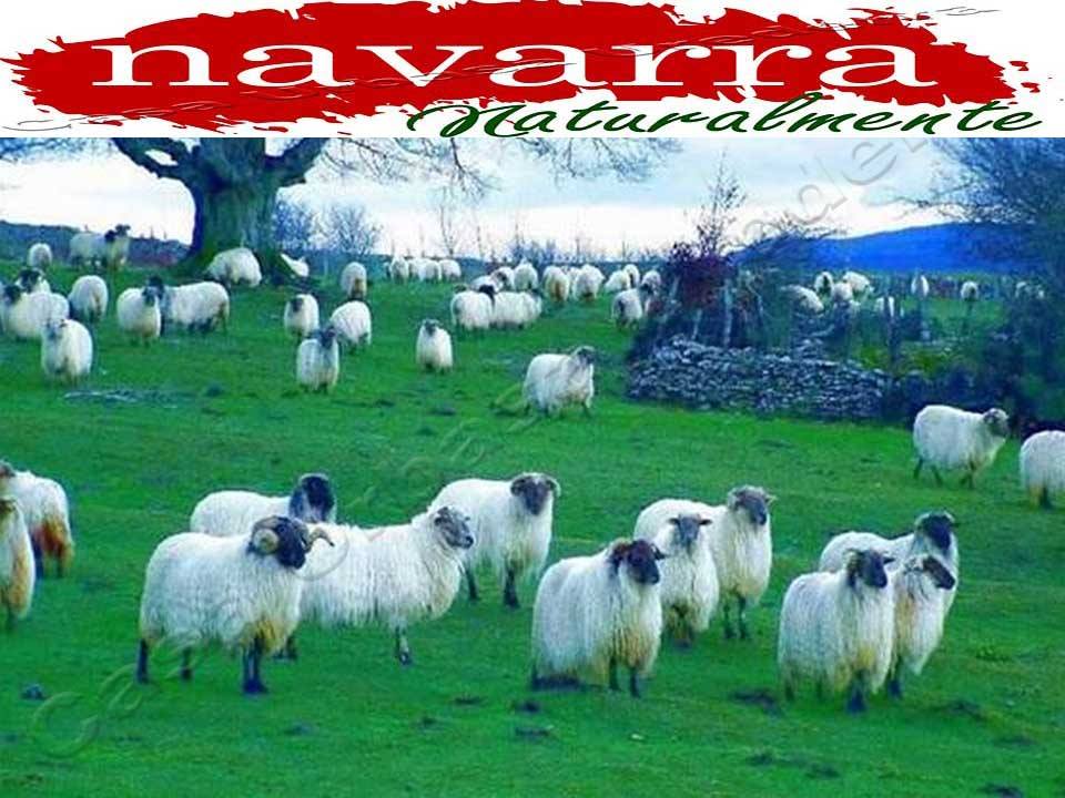 Casa Rural Urbasa tweet media
