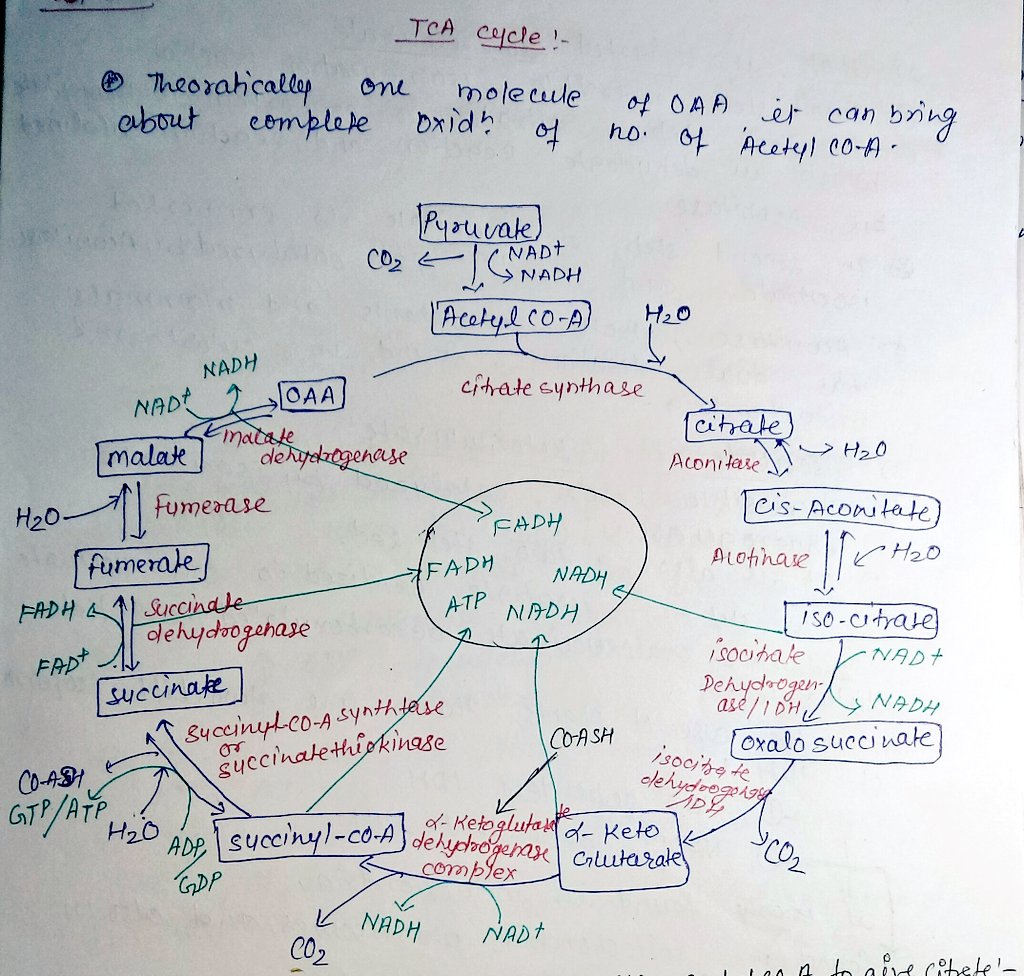 AdvRajanDubey's tweet photo. #KrebCycle
#Biochemistry https://t.co/CY636IeqQK