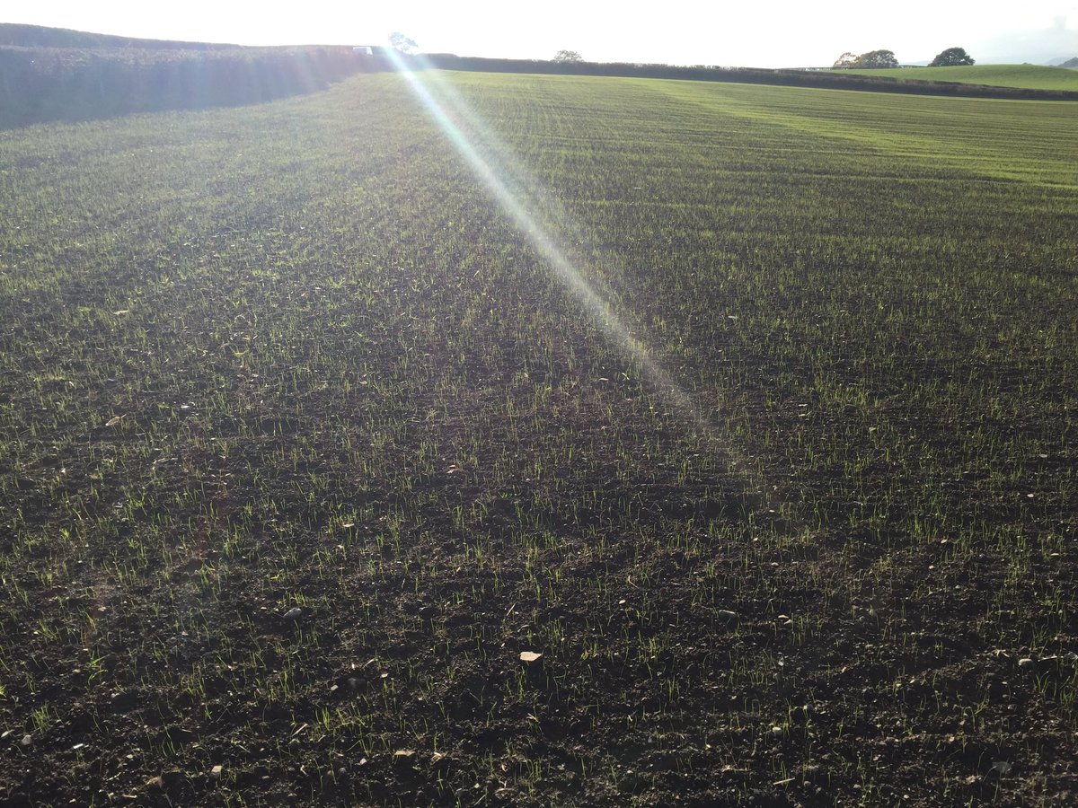kevroberts77's tweet photo. Aber HSG2 early cut @HelenMathieu @GerminalUKAgri https://t.co/T9VZIhGG4Z