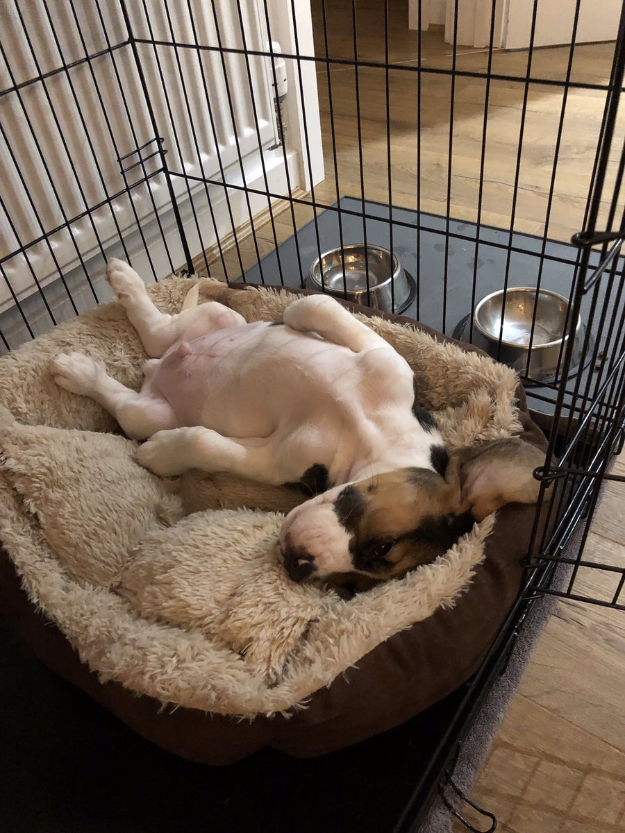 It’s a hard life #beagle #beaglesoftwitter #henderson #hendo