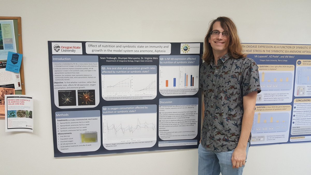Great job Sean, on your summer research project funded by SURE! Tracking the effects of nutrition and symbiotic state on growth, proliferation, and NF-kB expression in Aiptasia. #osuib #osuscience @WeisLab