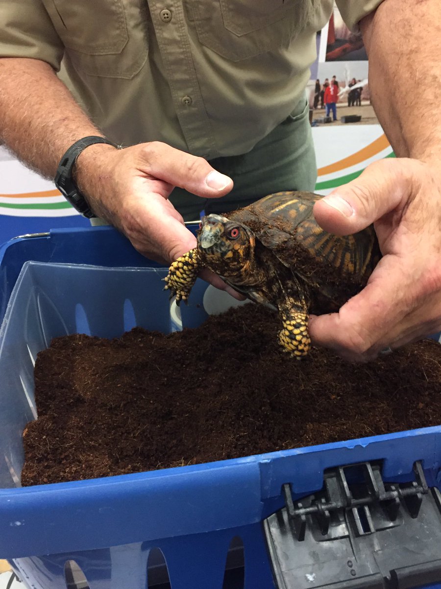 LaboGhia's tweet photo. Had such a nice time at #STAM #SAGE with @WildlifeHaven Ambassadors Bruce and R2. Kricket and Elliott are still there! Go to our booth to learn more about our education program. https://t.co/aOaqdhFajG